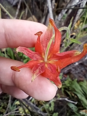 Aquilegia eximia