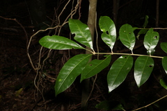 Dysoxylum fraserianum