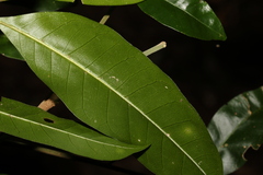 Dysoxylum fraserianum