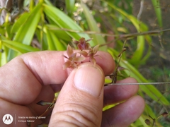 Epidendrum compressum