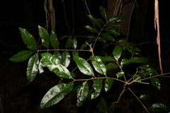 Dysoxylum fraserianum