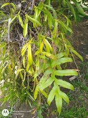 Epidendrum compressum