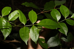 Pandorea jasminoides