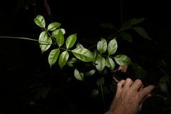 Pandorea jasminoides