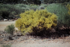 Acacia ligulata