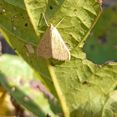 Pyraustinae