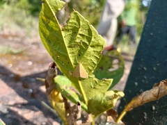 Pyraustinae