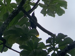 Psarocolius decumanus