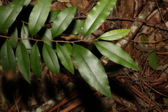 Diospyros pentamera