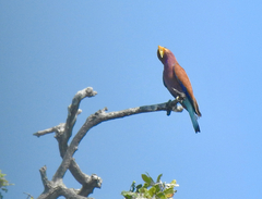 Eurystomus glaucurus