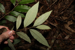 Diospyros pentamera