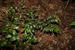 Diospyros pentamera