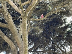 Eolophus roseicapilla albiceps