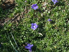 Aptosimum procumbens
