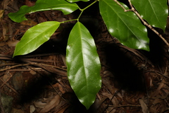 Pennantia cunninghamii