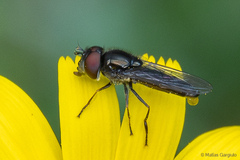 Platycheirus fenestrata