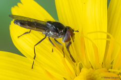 Platycheirus fenestrata