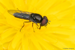 Platycheirus fenestrata