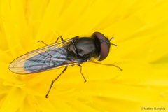 Platycheirus fenestrata