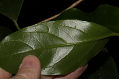 Pennantia cunninghamii