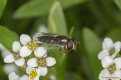 Platycheirus fenestrata
