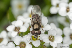 Platycheirus fenestrata
