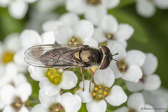 Platycheirus fenestrata