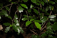 Pennantia cunninghamii