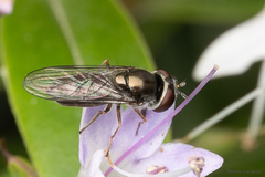 Platycheirus