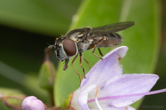 Platycheirus