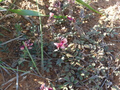 Indigofera alternans