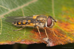 Syrphus octomaculatus