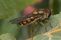Syrphus octomaculatus