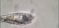 Bothrostoma undulans