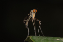 Empis