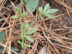 Stylosanthes biflora