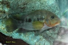 Australoheros ykeregua