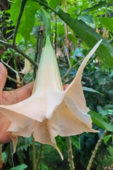 Brugmansia arborea