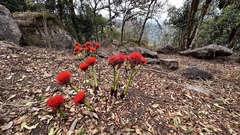 Scadoxus puniceus