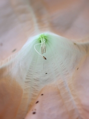 Brugmansia arborea