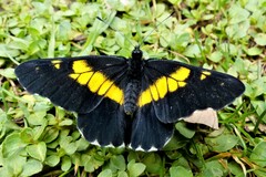Catasticta teutila