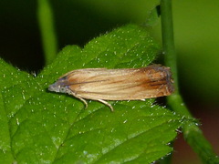 Eucosma radiatana