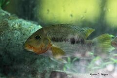 Australoheros ykeregua