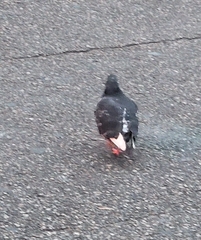 Columba livia domestica