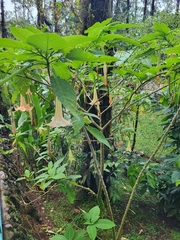 Brugmansia arborea