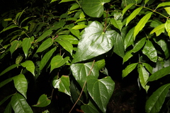 Menispermaceae