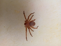 Curicaberis culiacan