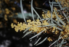 Acacia hakeoides