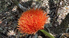 Scadoxus puniceus