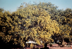 Acacia hakeoides